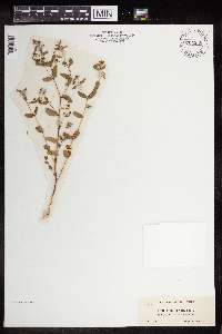 thumbnail image of current specimen