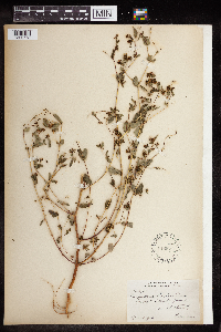 Thumbnail image of current specimen