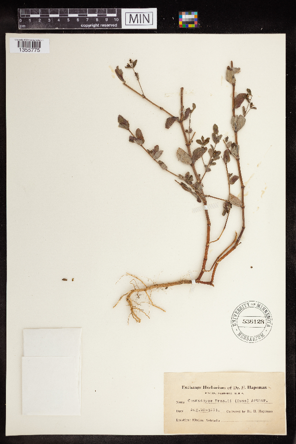 Chamaesyce preslii image