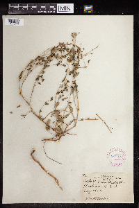 Thumbnail image of current specimen