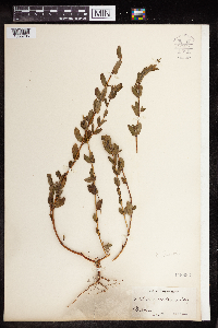 Euphorbia nutans image