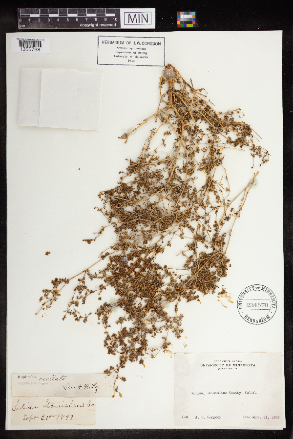 Euphorbia ocellata image