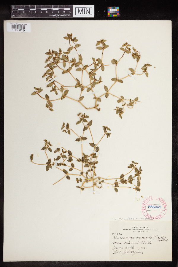 Chamaesyce arenicola image