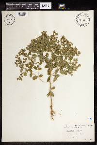 Euphorbia peplus image