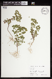 Euphorbia peplus image