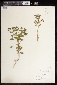 Euphorbia peplus image