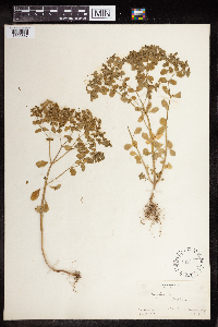 Euphorbia peplus image