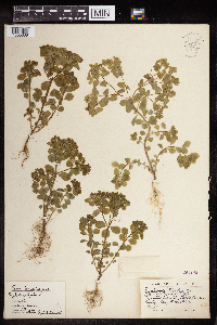 Euphorbia peplus image