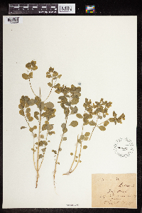 Euphorbia peplus image