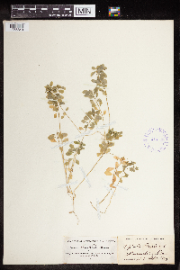 Euphorbia peplus image