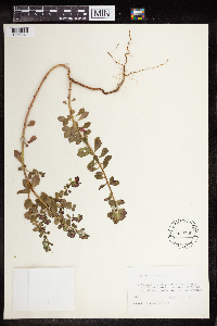 Euphorbia peplus image