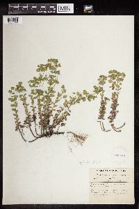 Euphorbia peplus image