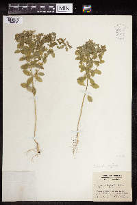 Euphorbia peplus image