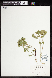 Euphorbia peplus image