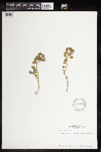 Euphorbia peplus image