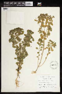 Euphorbia peplus image