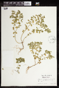 Euphorbia peplus image