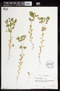 Euphorbia peplus image