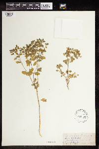 Euphorbia peplus image