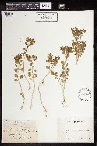 Euphorbia peplus image