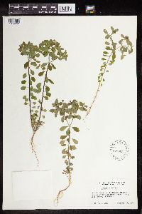 Euphorbia peplus image