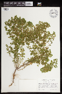 Euphorbia peplus image