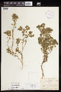 Euphorbia peplus image