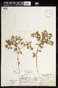 Euphorbia peplus image
