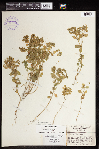 Euphorbia peplus image