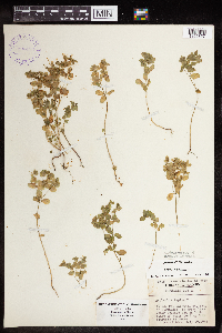 Euphorbia peplus image