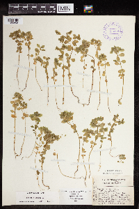 Euphorbia peplus image