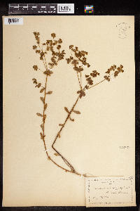 thumbnail image of current specimen
