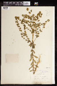 Thumbnail image of current specimen