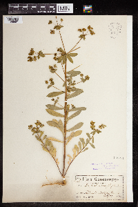 thumbnail image of current specimen