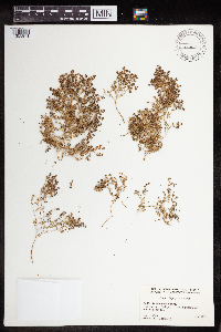Euphorbia polycarpa image