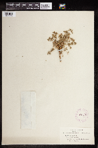 Euphorbia polycarpa image
