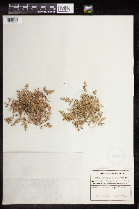 Euphorbia polycarpa image