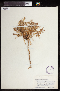 Euphorbia polycarpa image