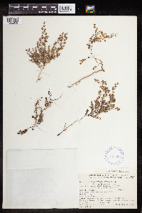 Euphorbia polycarpa image