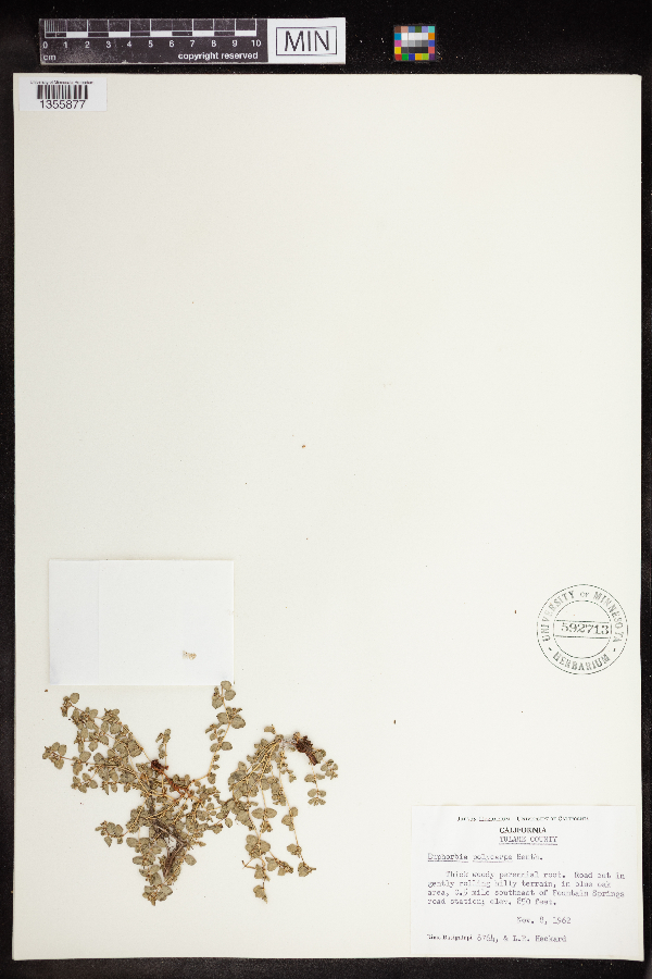Euphorbia polycarpa image