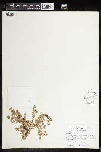 Euphorbia polycarpa var. polycarpa image