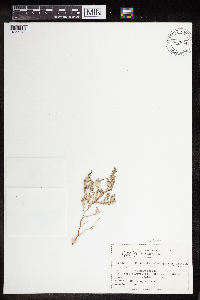 Euphorbia polycarpa image