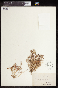 Euphorbia polycarpa image
