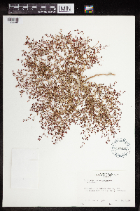 Euphorbia polycarpa image