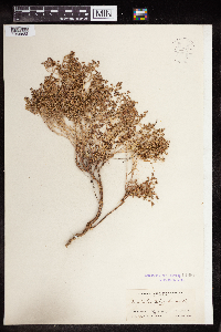 Euphorbia polycarpa image