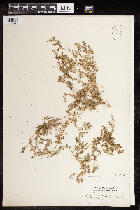 Euphorbia polycarpa image