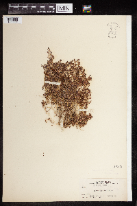Euphorbia polycarpa image