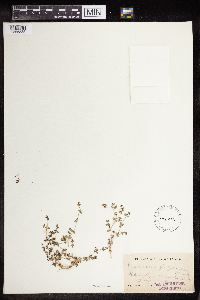 Euphorbia polycarpa image