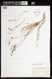 Euphorbia polycarpa image