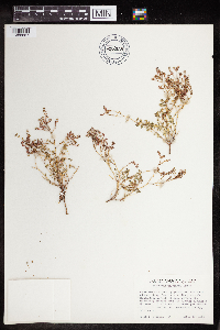 Euphorbia polycarpa image